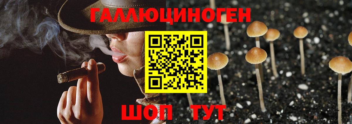 Псилоцибиновые грибы Psilocybe Ялуторовск